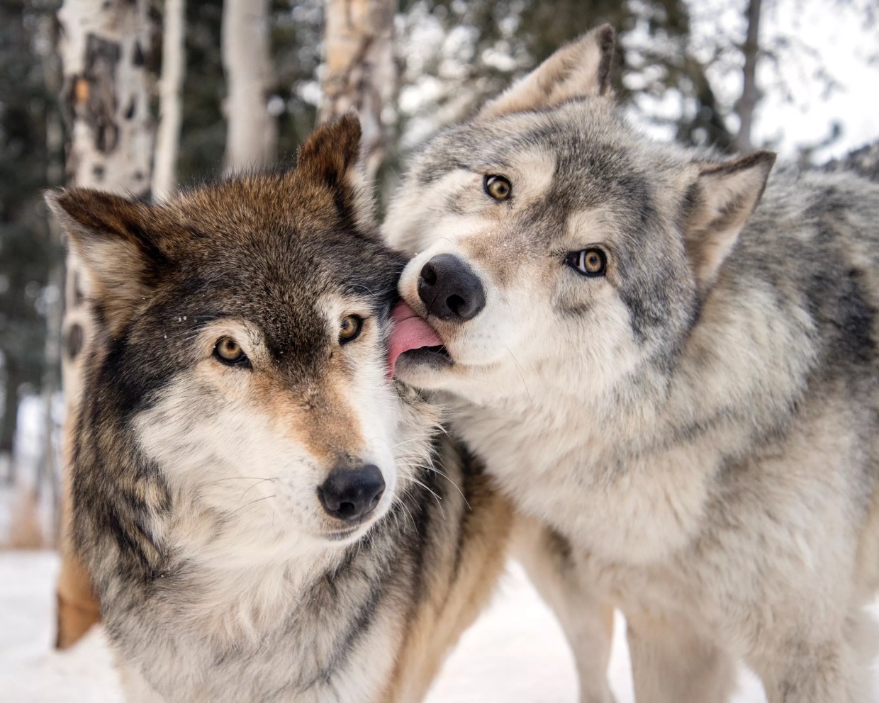 Reason to Howl: Colorado Wolf and Wildlife Center Welcomes Rare Red Wolves