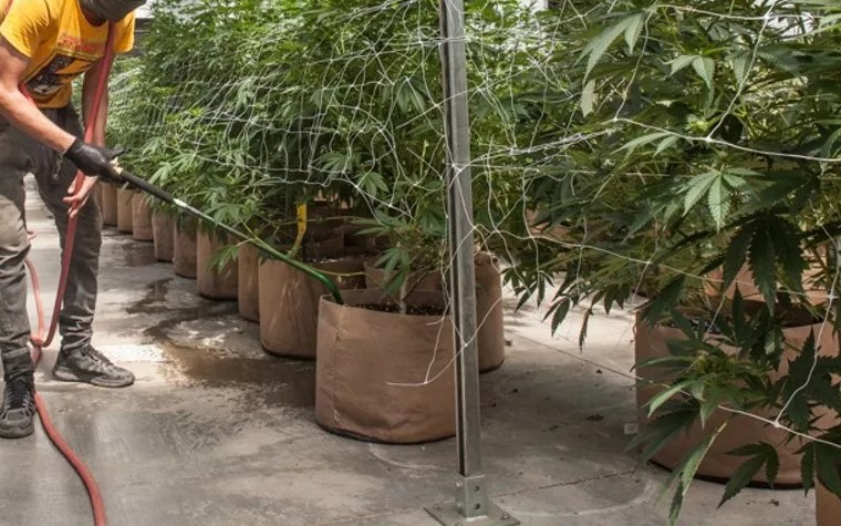 Medical Marijuana From LivWell, WTJ MMJ Flagged Over Mold Concerns