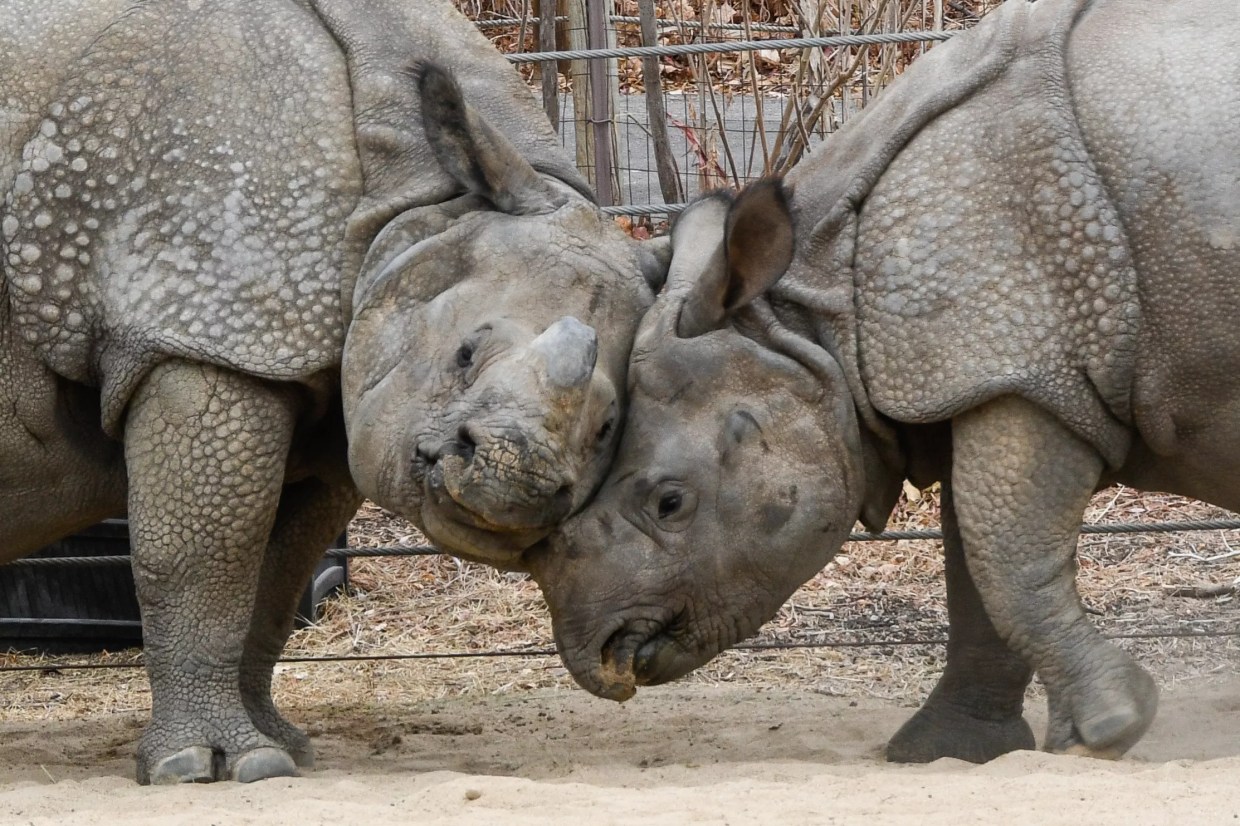 Denver Zoo Wants to Raise Admission Fees, While Botanic Gardens Holds Steady