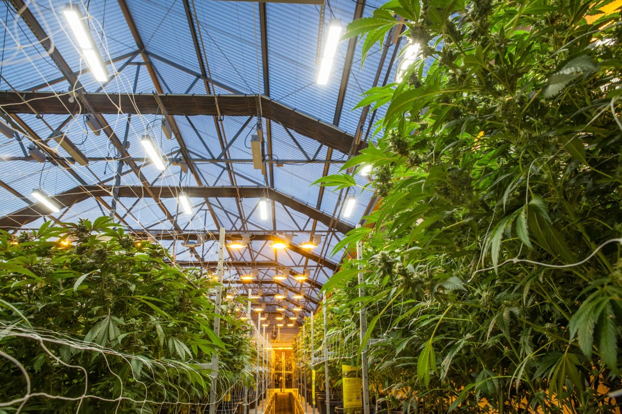 Ten Years Later, Cannabis Still Isn’t Regulated Like Alcohol