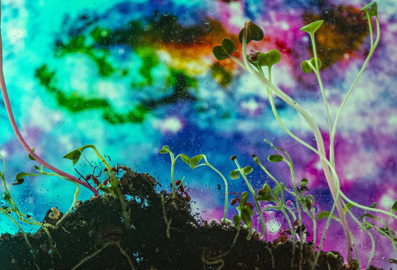 an ant farm with a psychedelic image as the backdrop