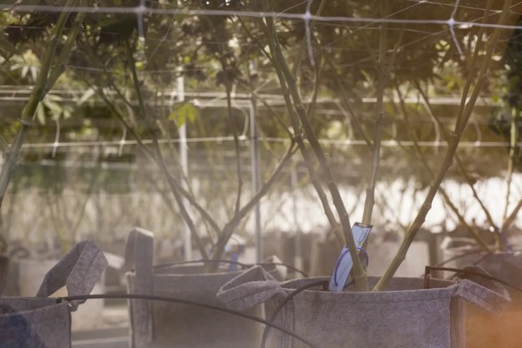 Although legal marijuana is considered a safer option over the black market, contaminated pot is sold at dispensaries, too.