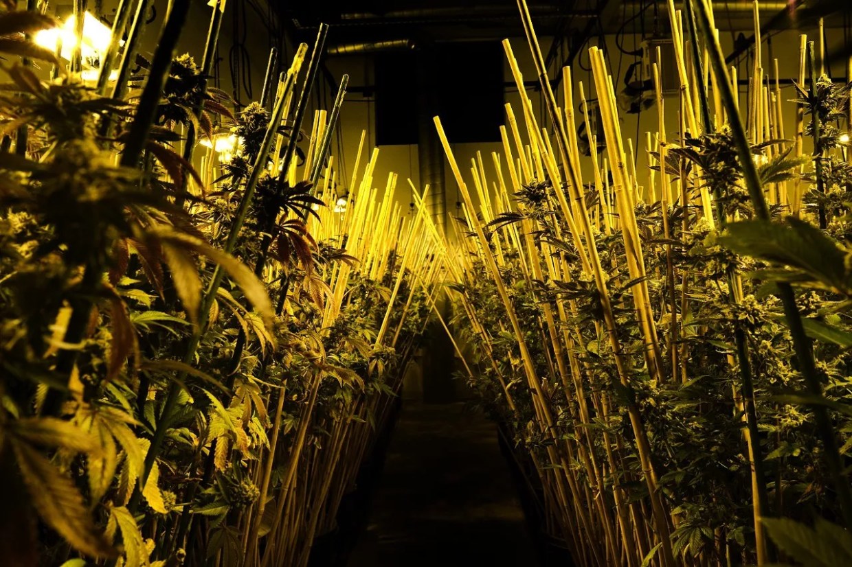 Veritas Fine Cannabis