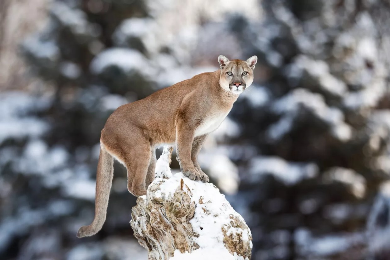 Wronged Kitty: Is the Media Being Too Harsh on Colorado’s Mountain Lions?