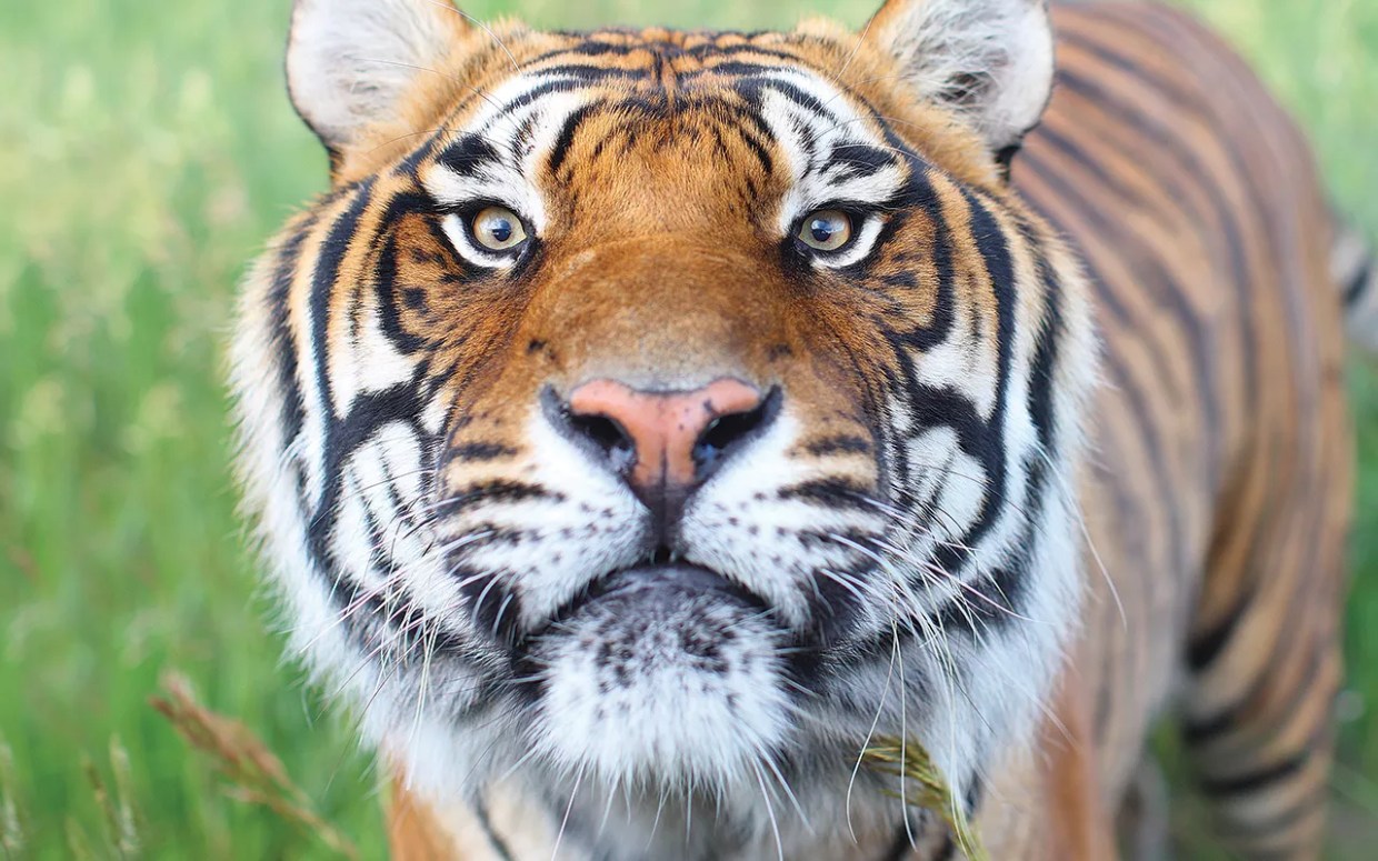 wild animal sanctuary tiger