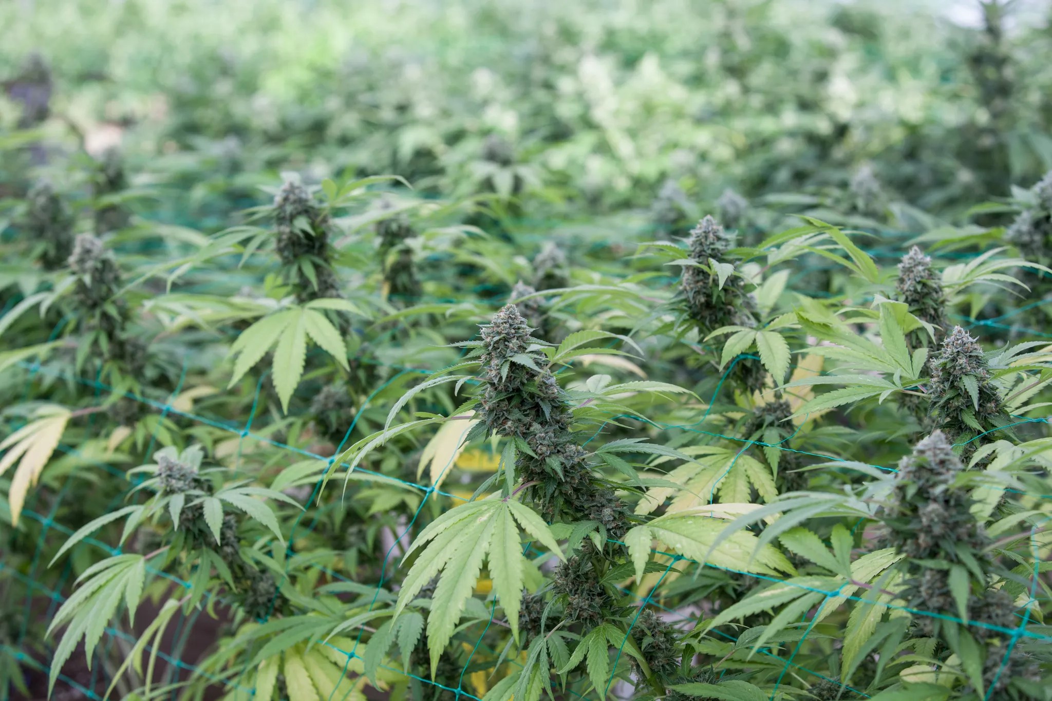 Marijuana from Steel City Meds has been recalled for mold and impormper testing