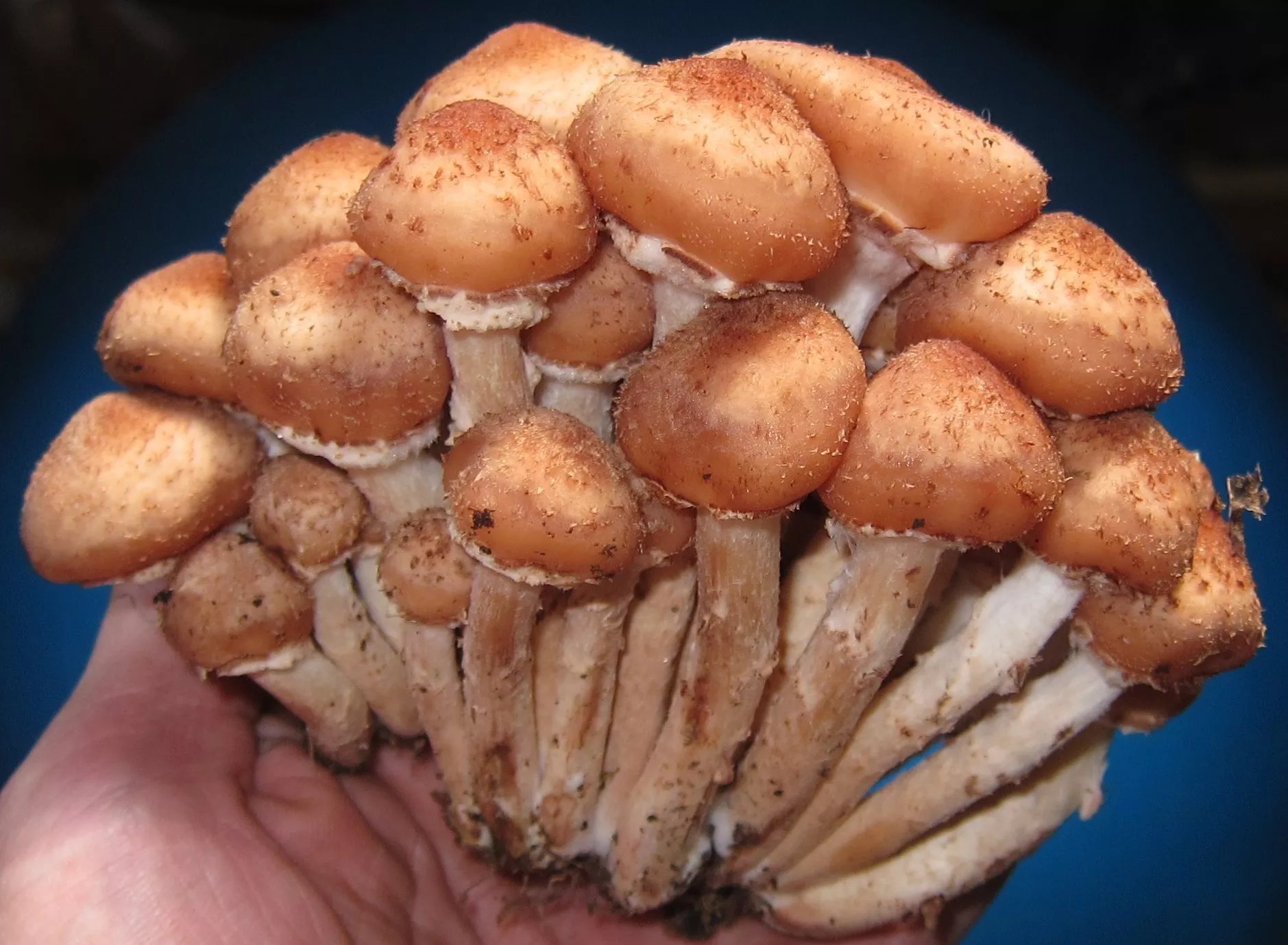 Magic mushrooms cultivation and possession has been decriminalized in Colorado.