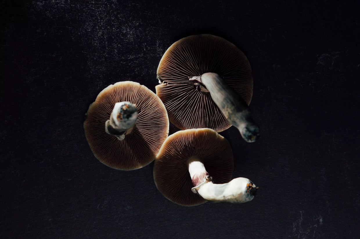 Psilocybin mushrooms in the dark