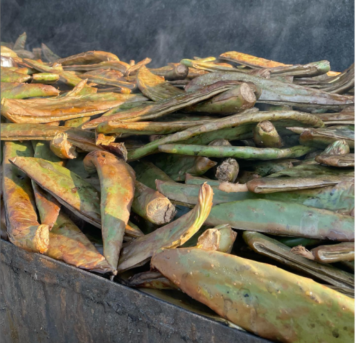 prickly pear cactus being roasted