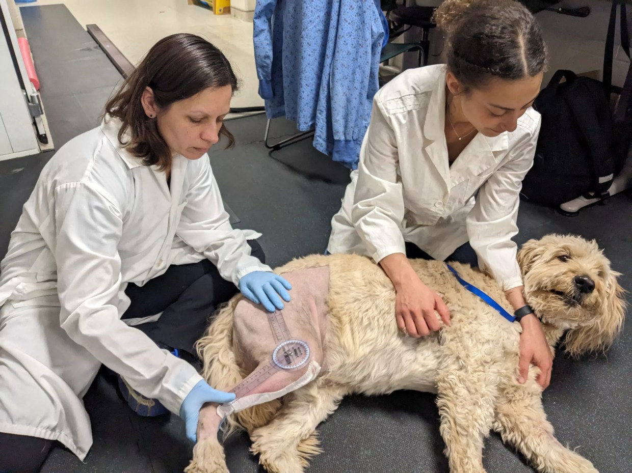 Two veterinarians perform a post-surgery assessment on a dog.