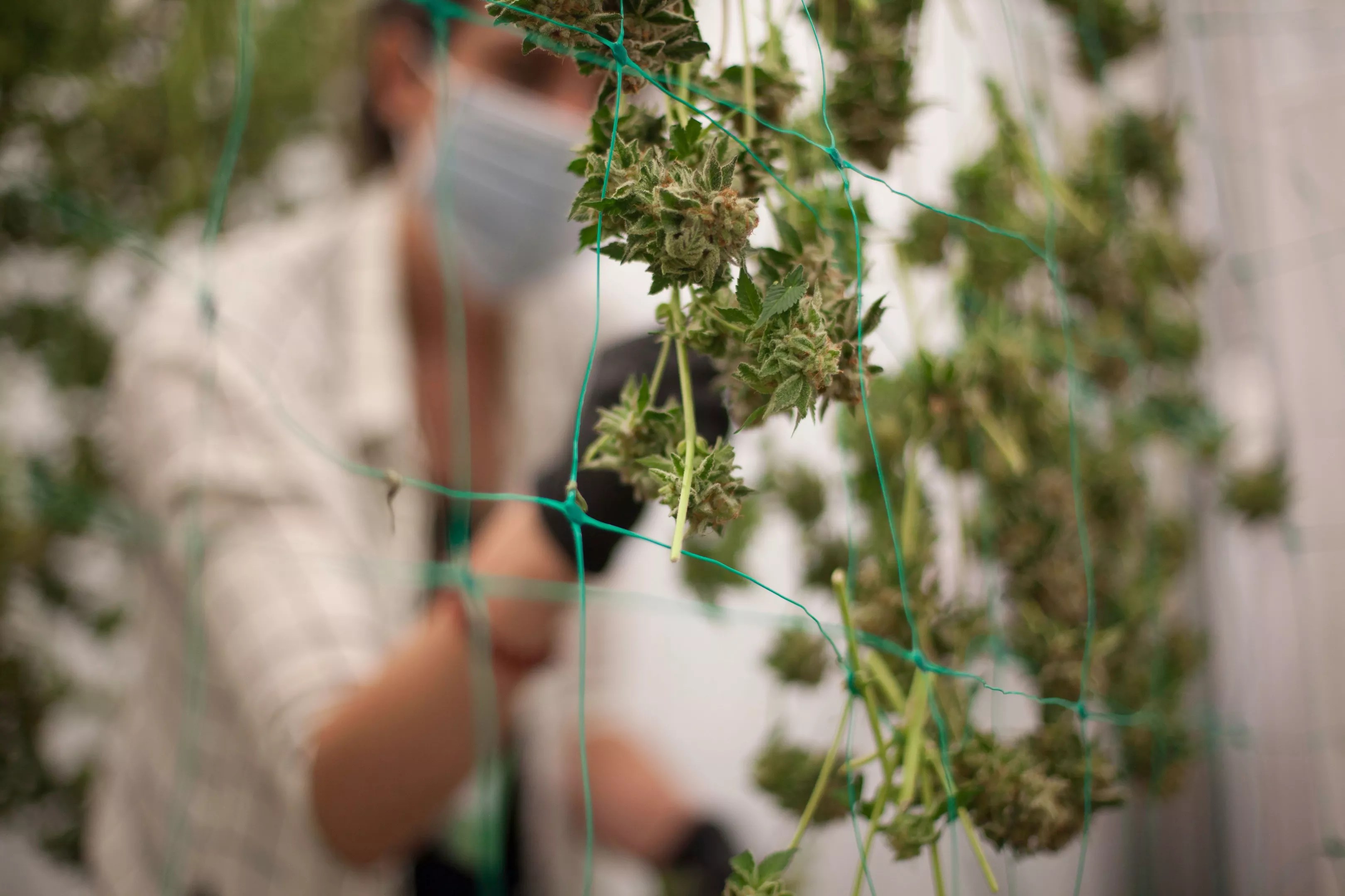 A marijuana growing operation employee inspects buds after a harvest.