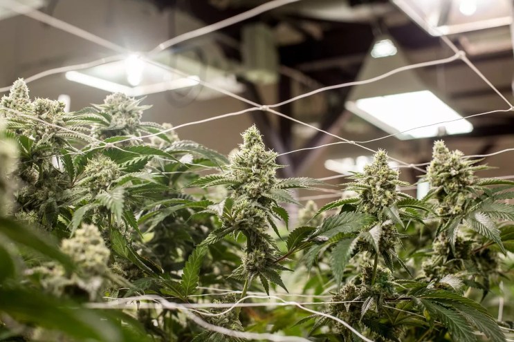 Marijuana plants grow indoors under a light