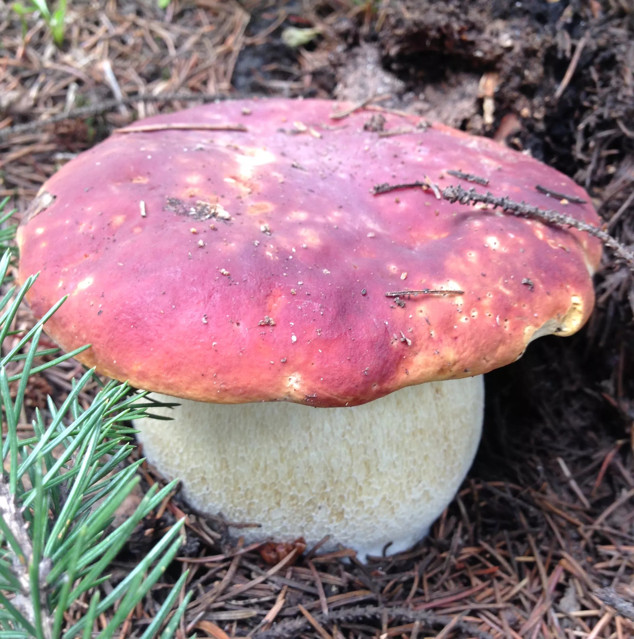 a wide mushroom with a red top