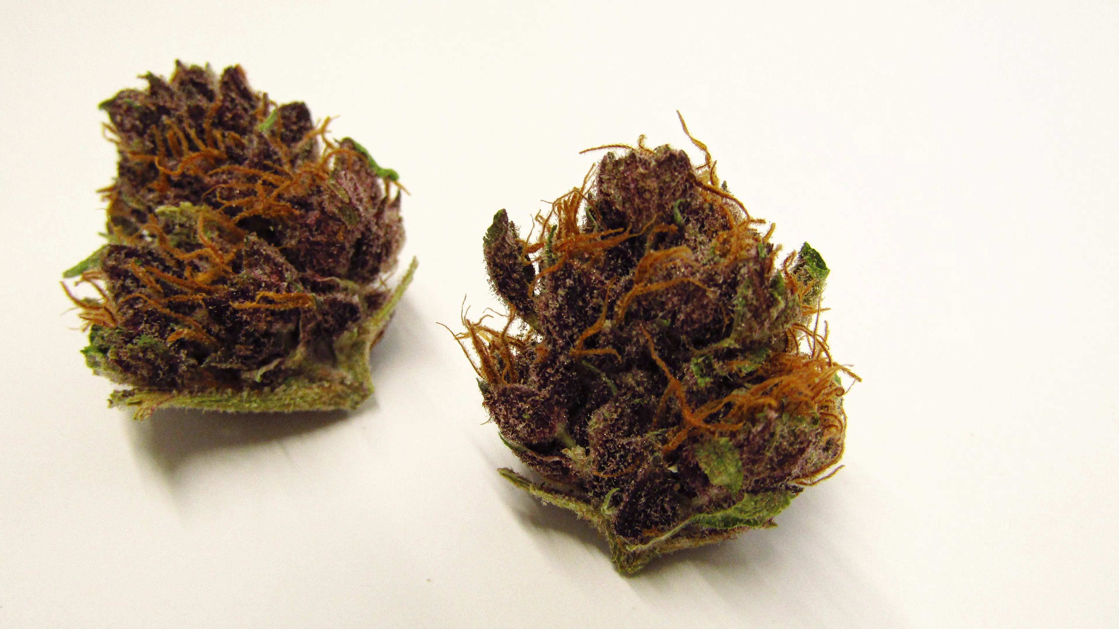 Purple buds of Poontang Pie