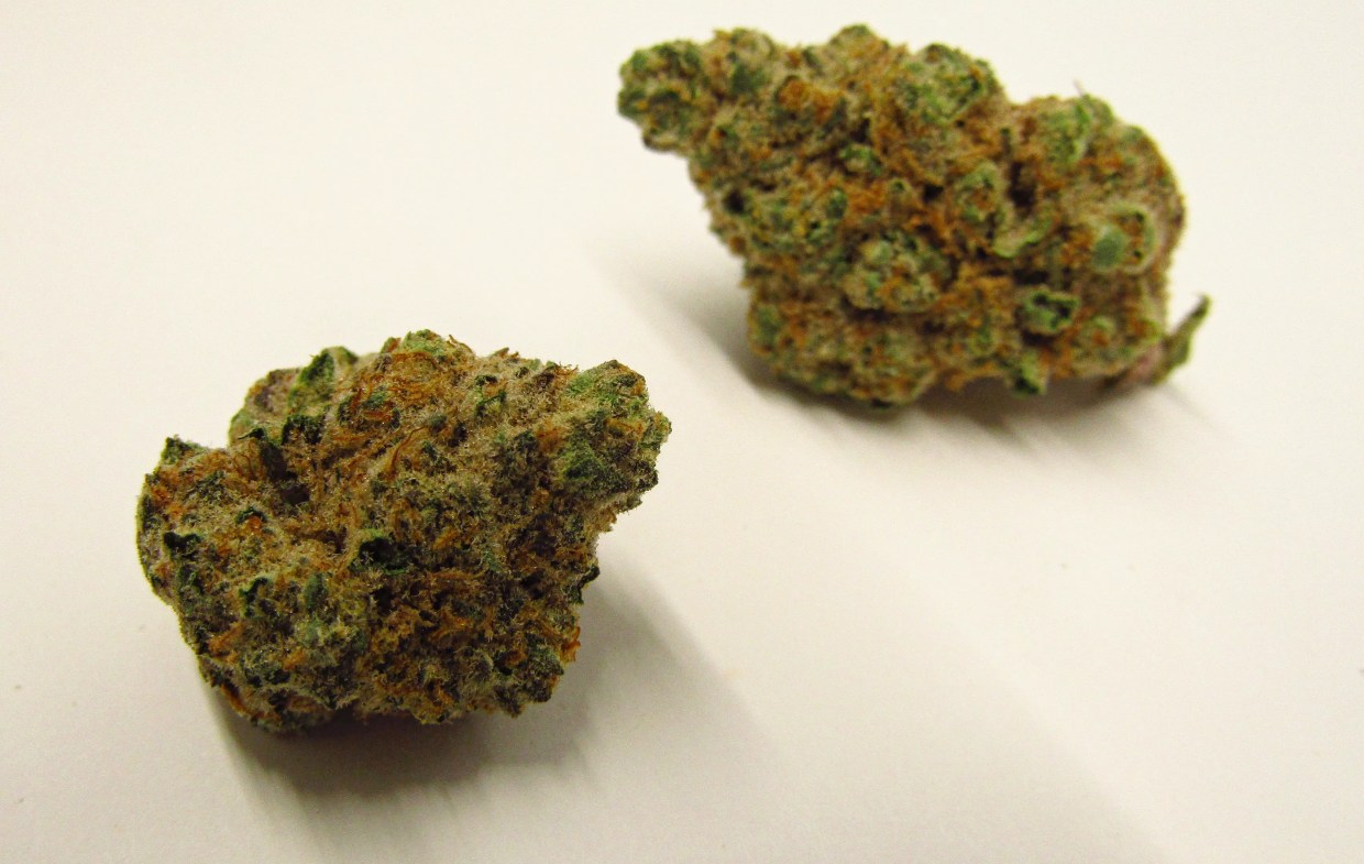 Point Break marijuana strain