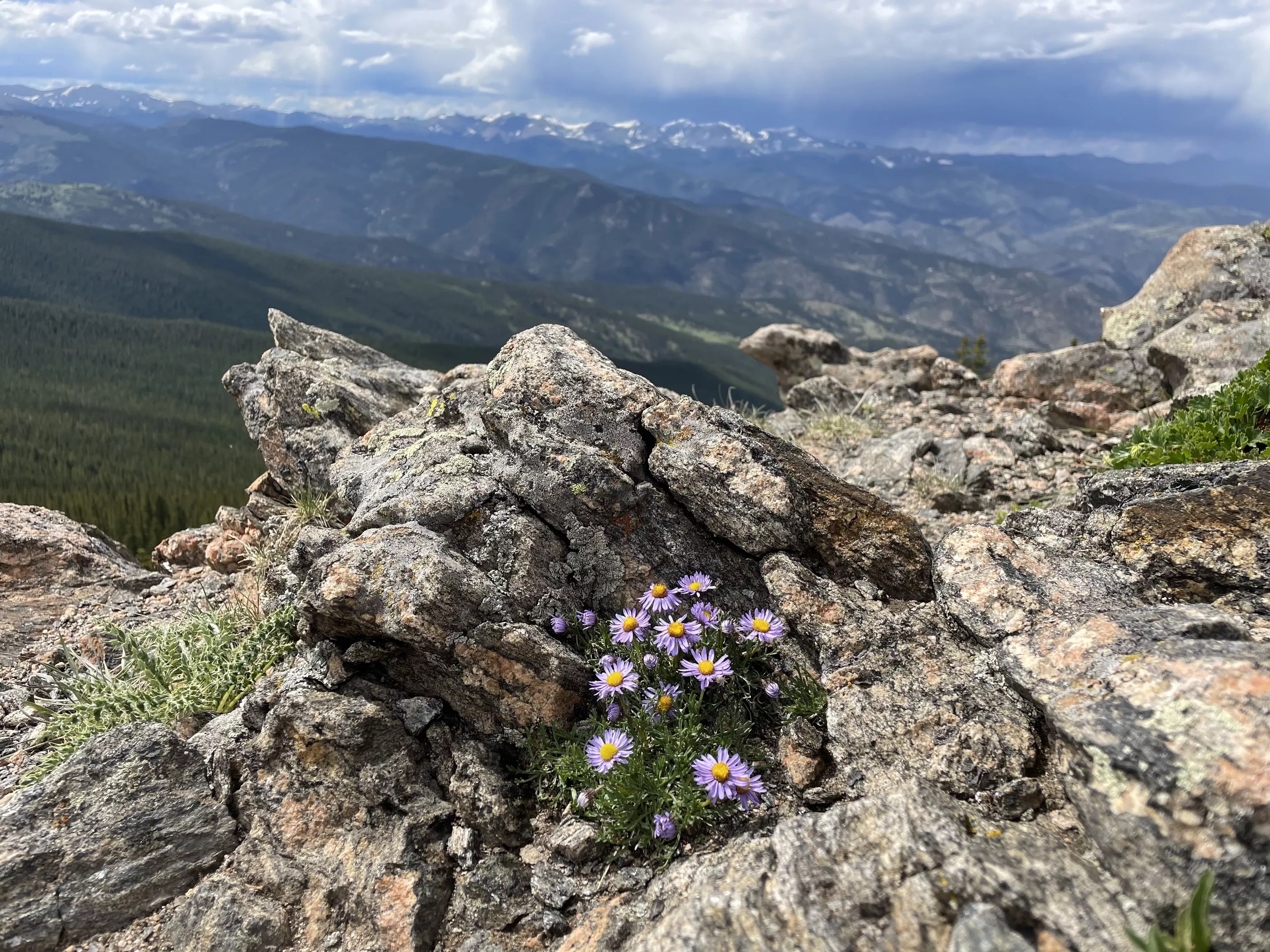 wildflowers and mountains