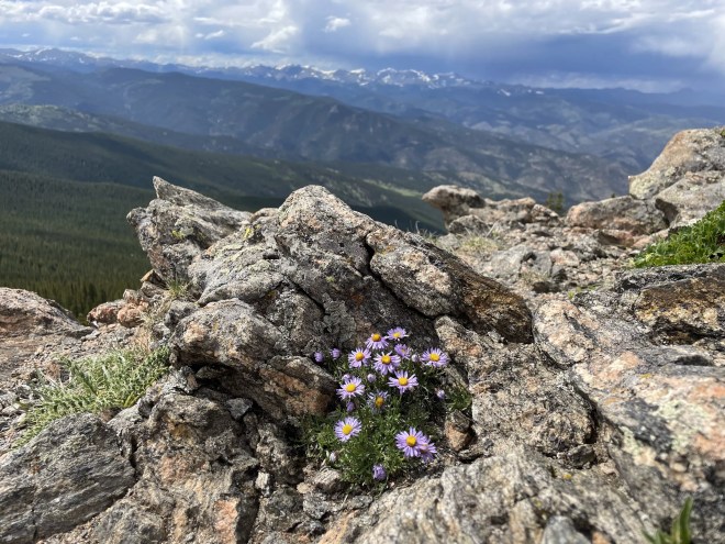 wildflowers and mountains
