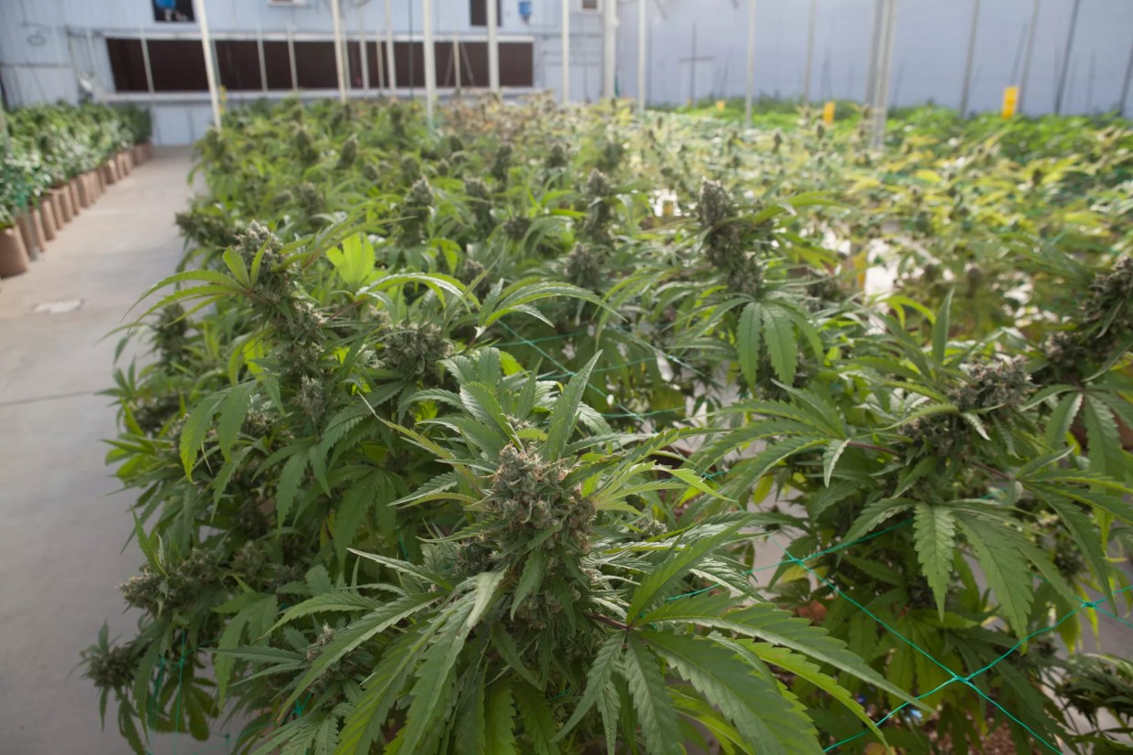 Marijuana plants grown indoors in Colorado.