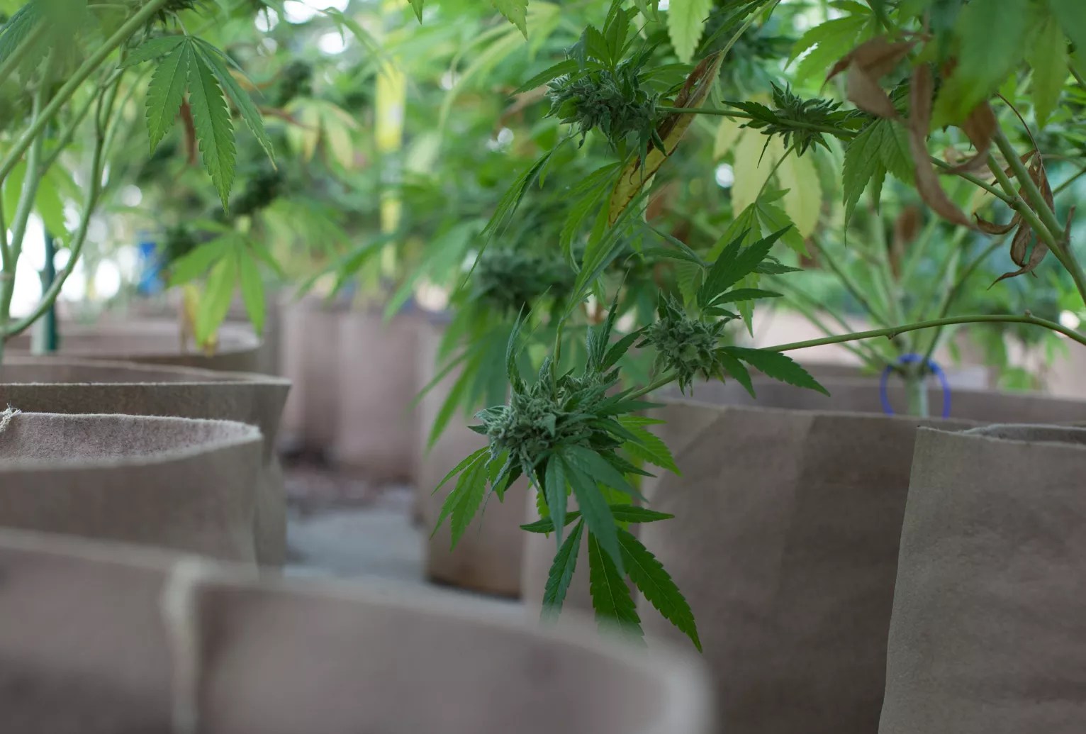 Inside a marijuana green house in Colorado