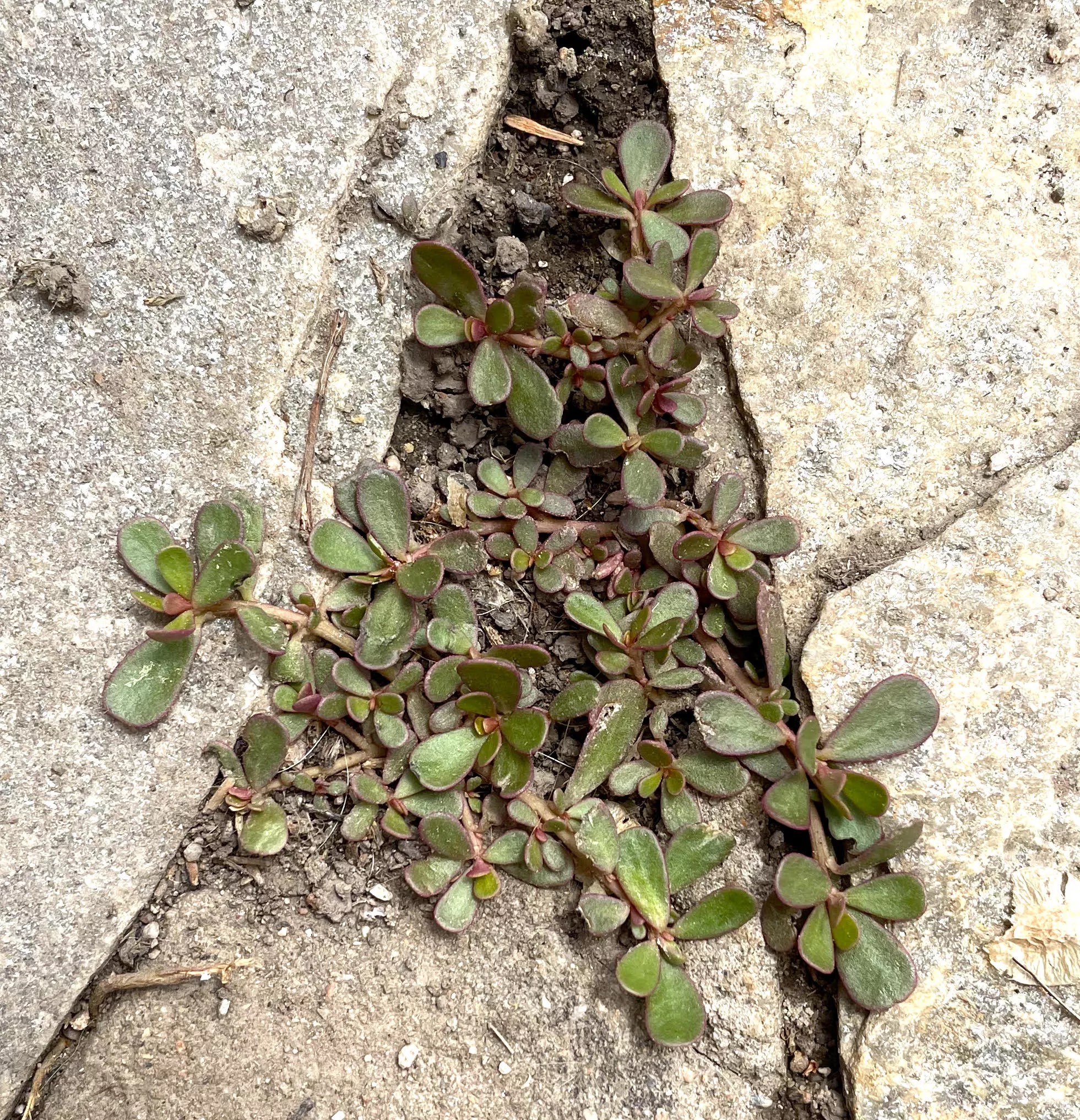 green plant growing in a crack in a rock