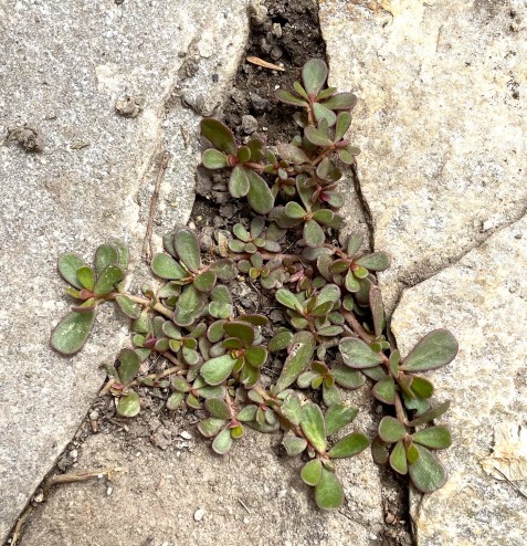 green plant growing in a crack in a rock