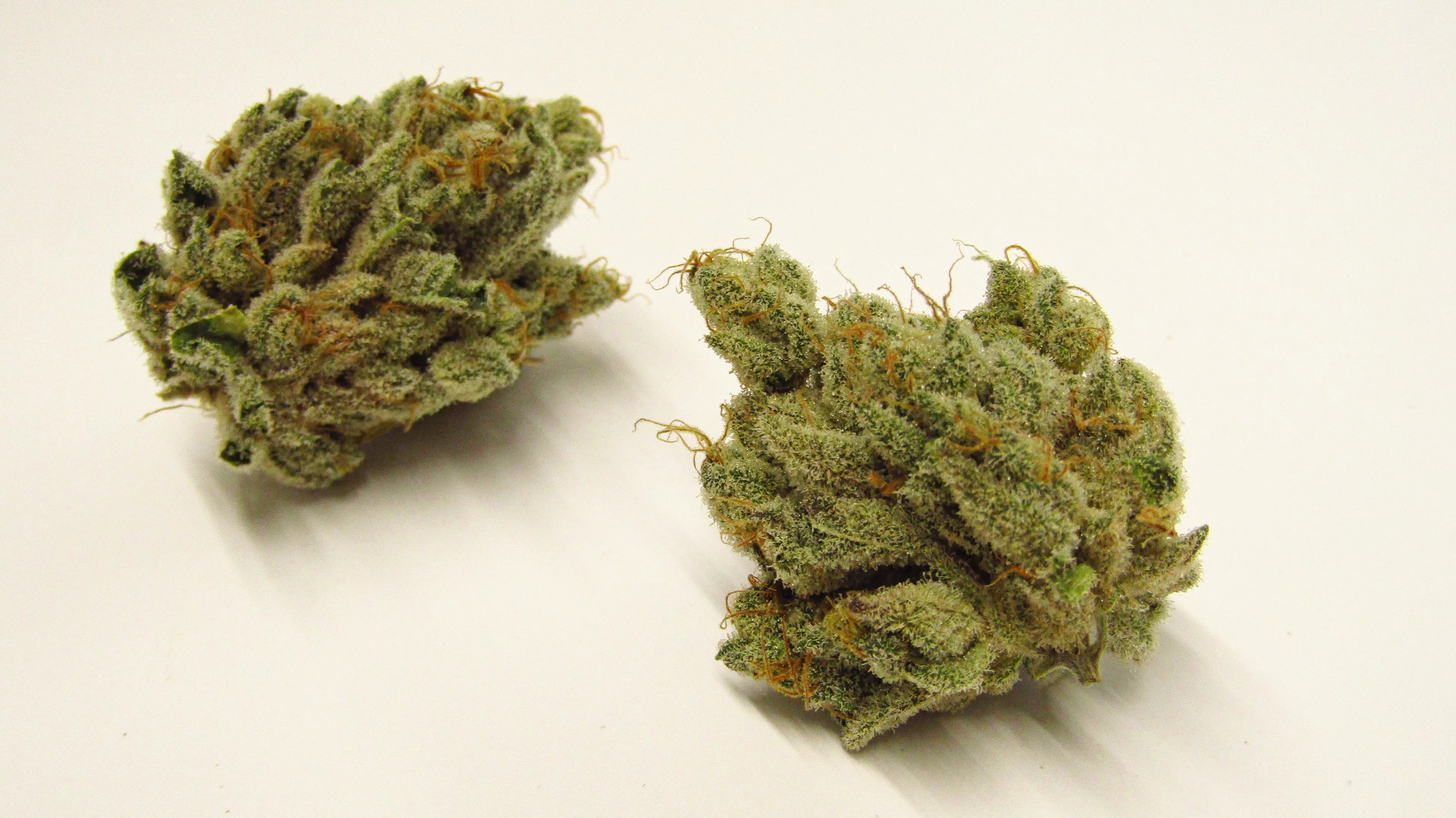 Cake Crasher cannabis strain