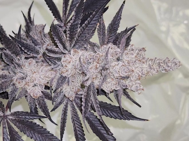 Dante's Inferno mile high dave cut