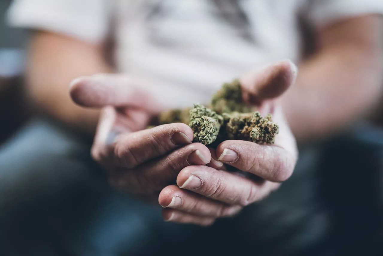A man holds marijuana buds in his hands.
