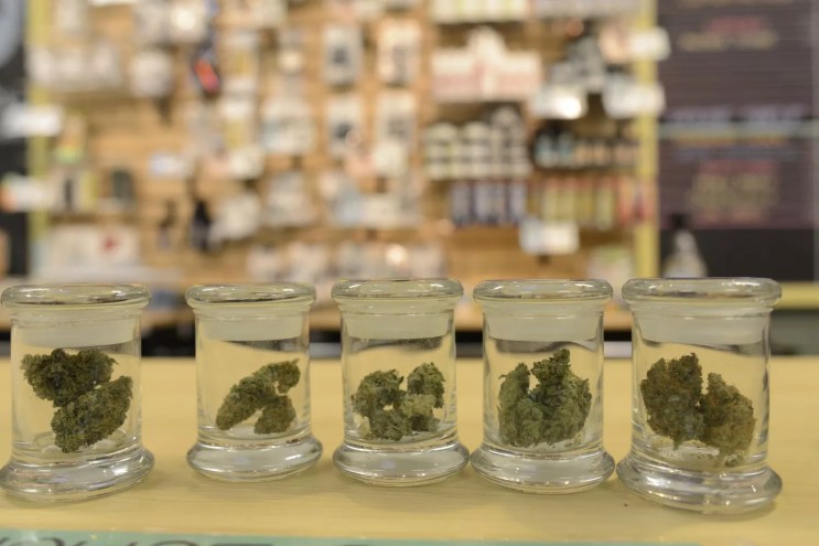 Jars of cannabis displayed at a dispensary
