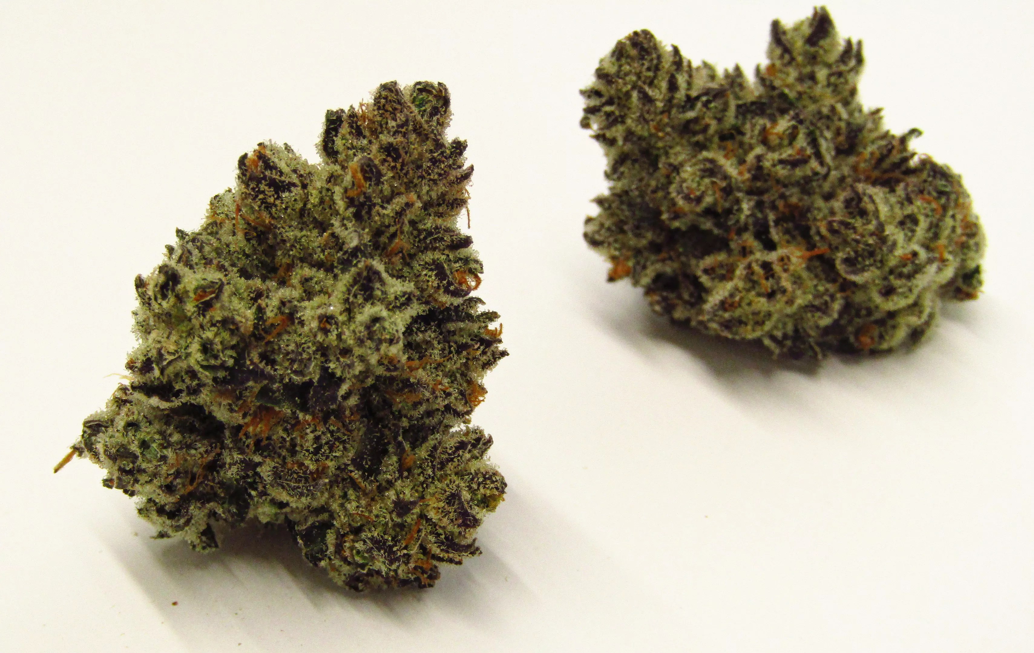 Party Animal cannabis strain