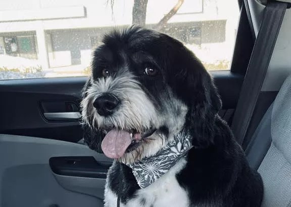 Denver Animal Protection is advising people to leave their dogs at home as more dogs are being left in hot cars this summer.