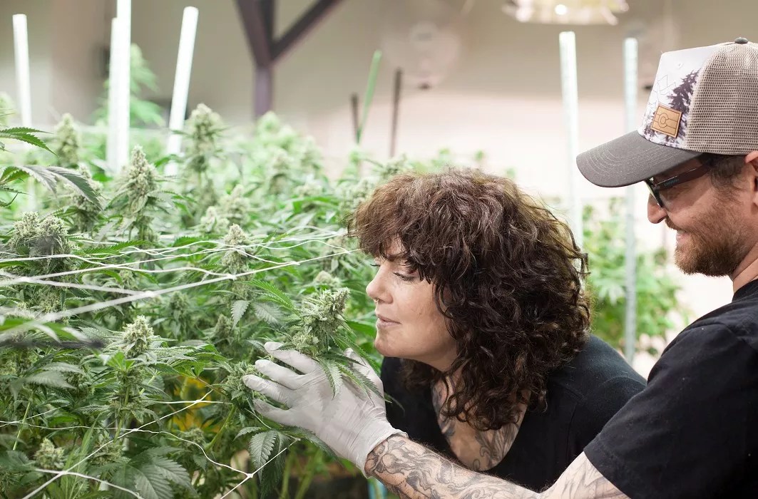 A cannabis grower smells a bud in her cultivation