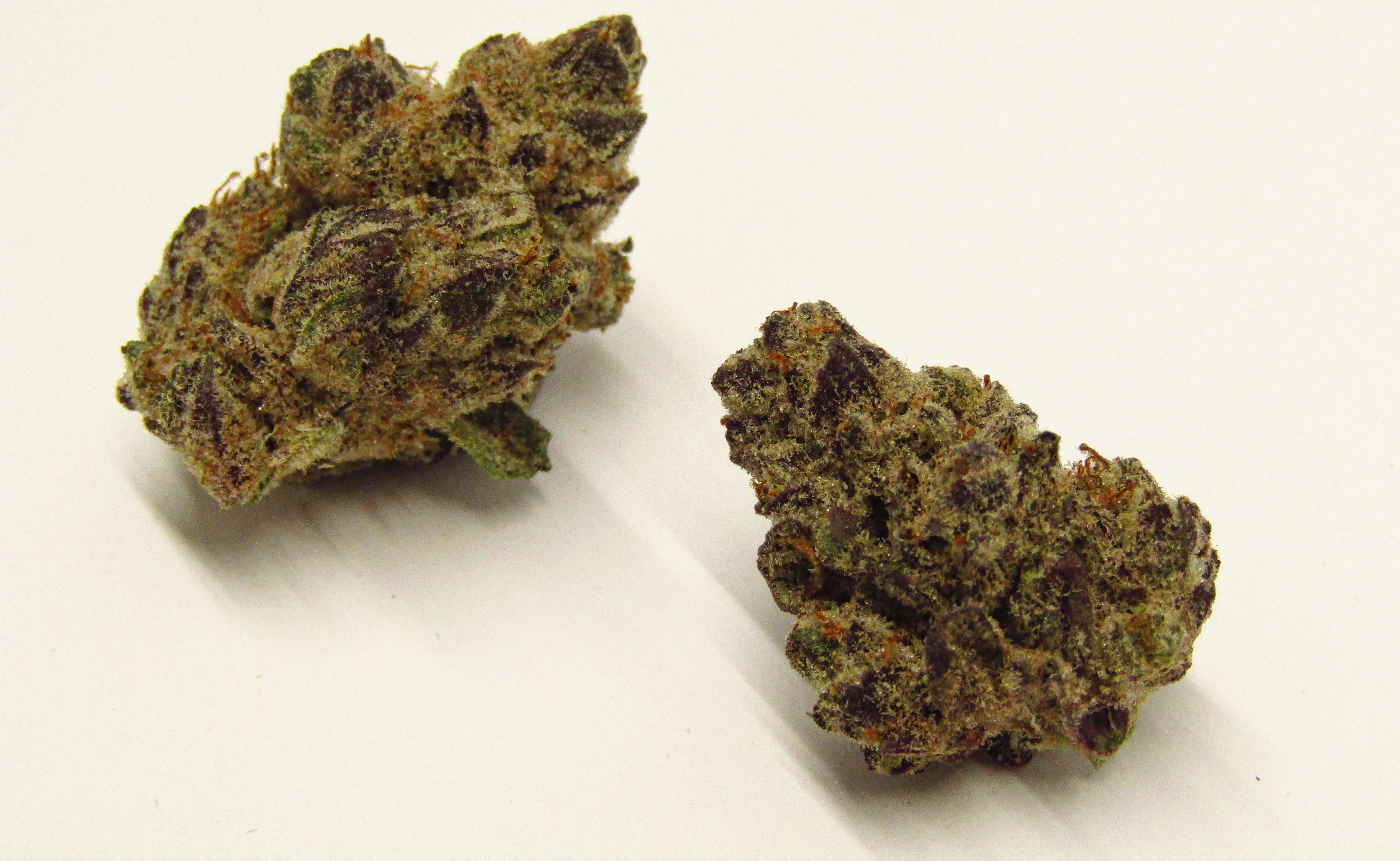 Devil Driver cannabis strain