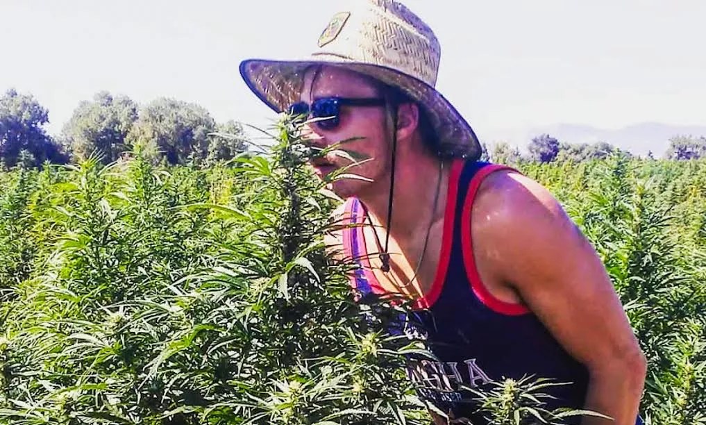 A Colorado farm worker smells hemp plants