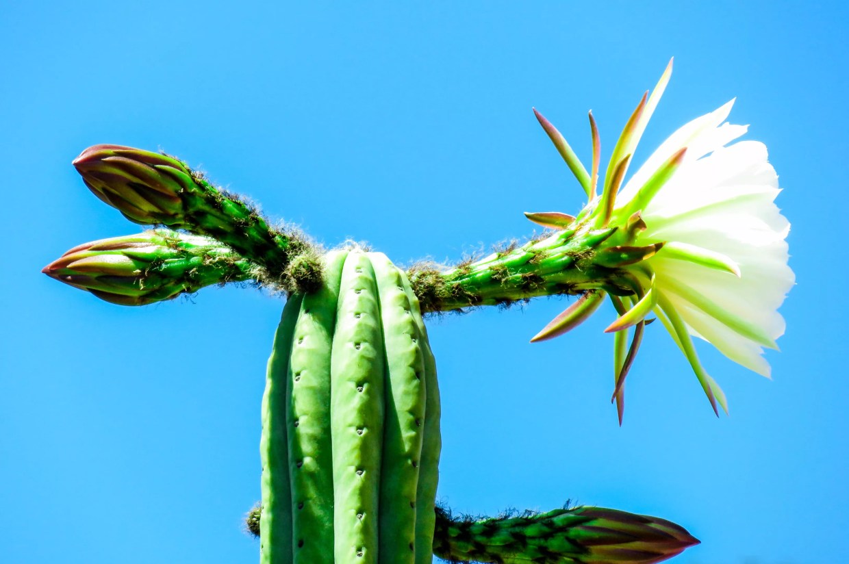 San Pedro cactus flower