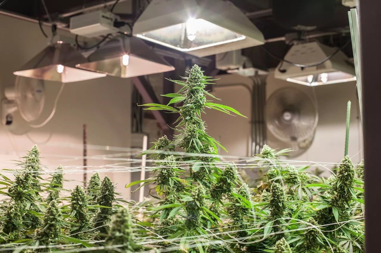 A large indoor marijuana plant under a light