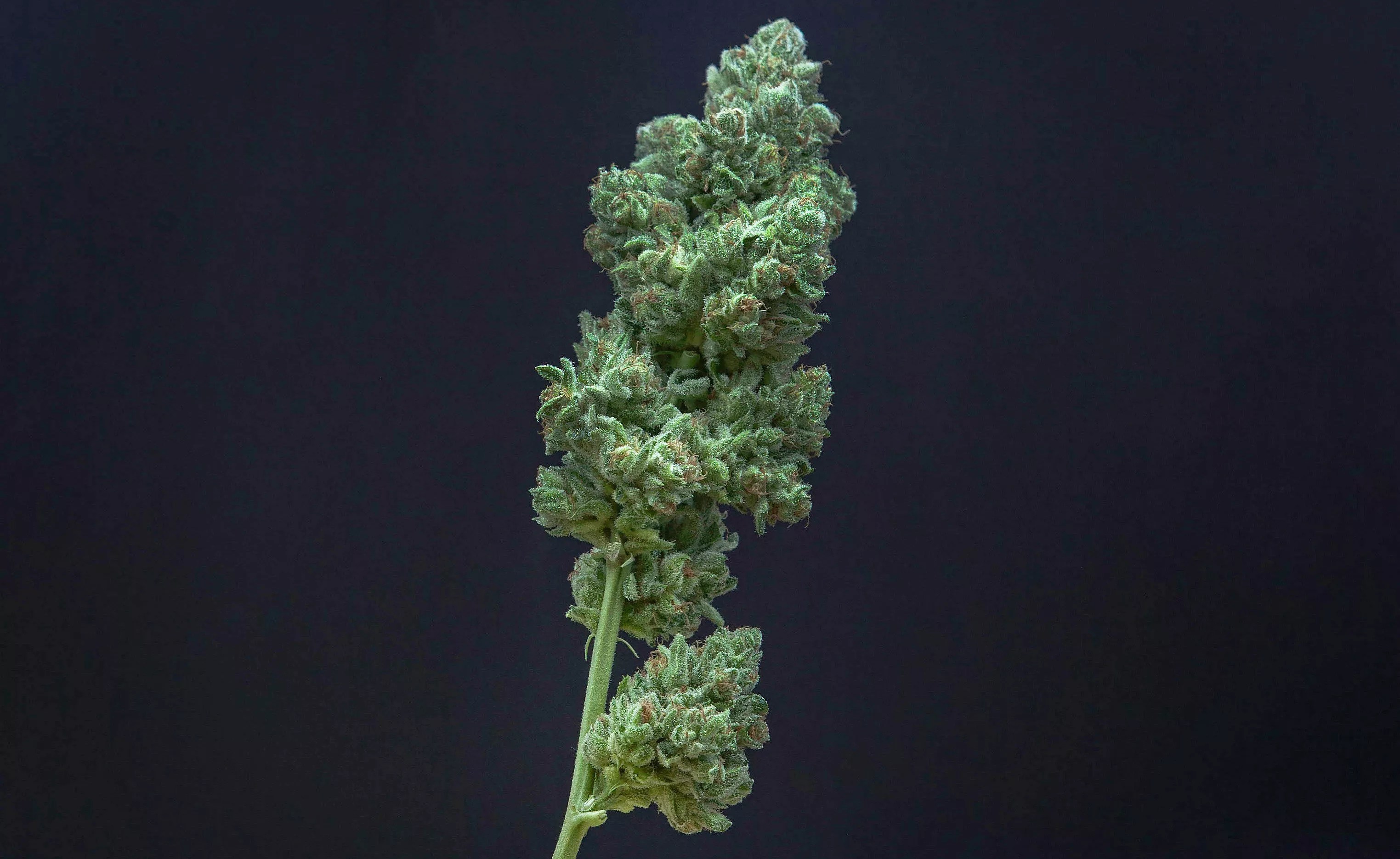 A cannabis branch with buds