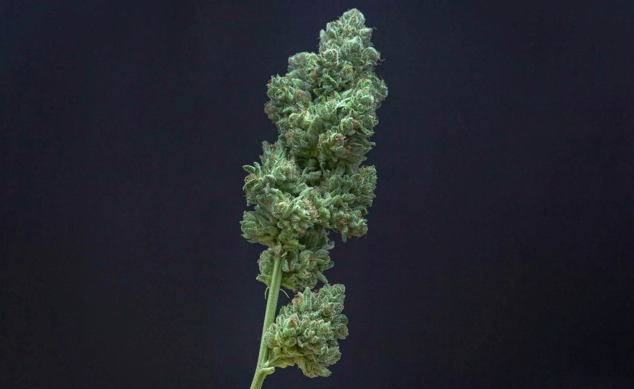 A cannabis branch with buds