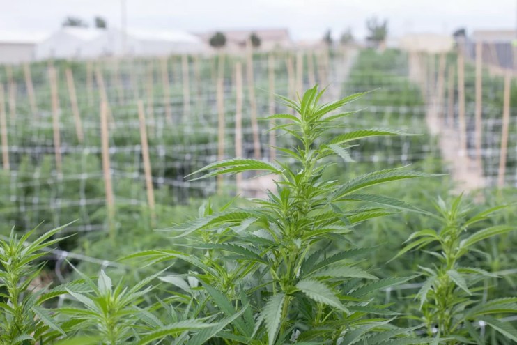 An outdoor cannabis farm in Pueblo County, Colorado