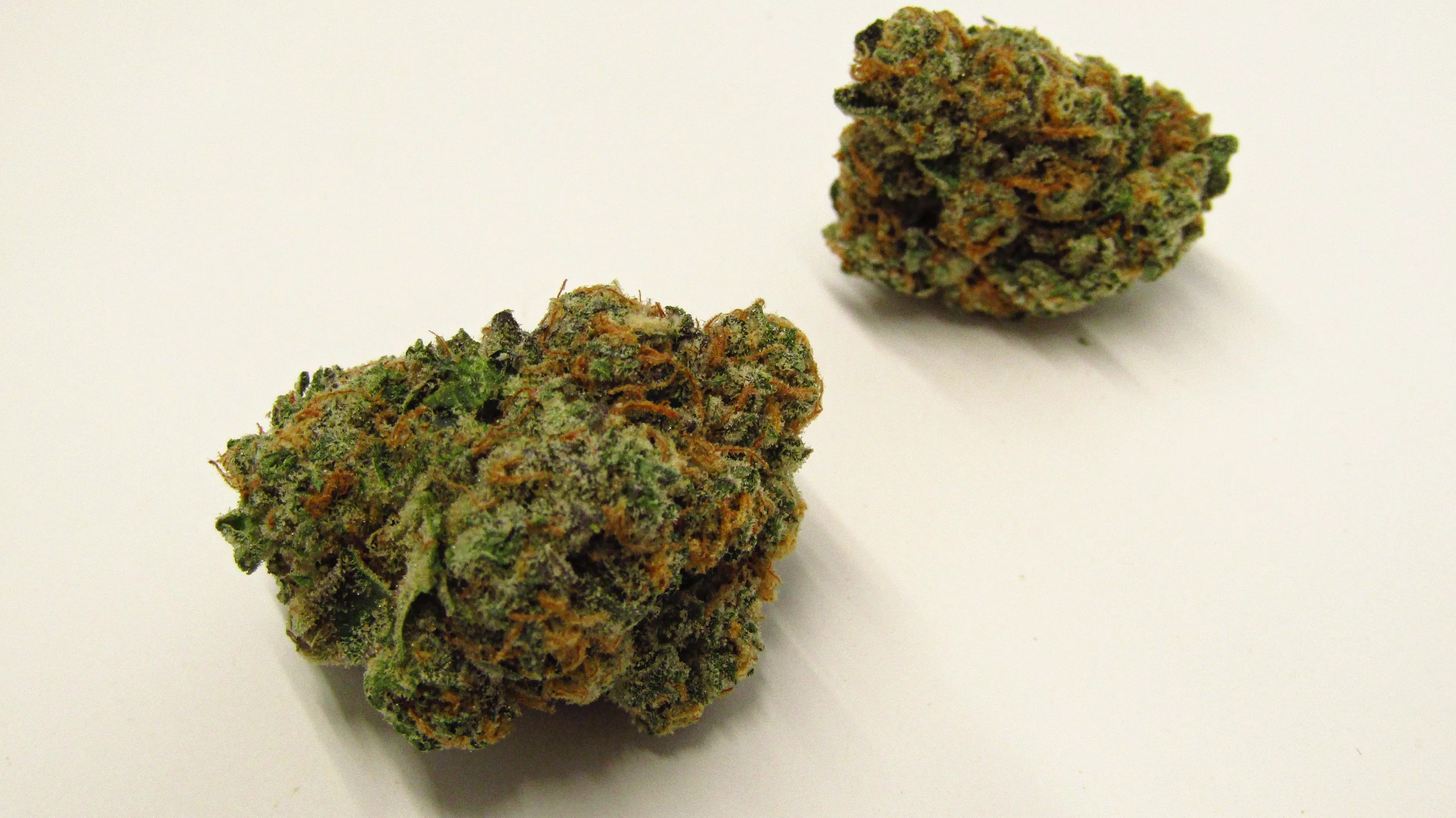 Animal Face cannabis strain