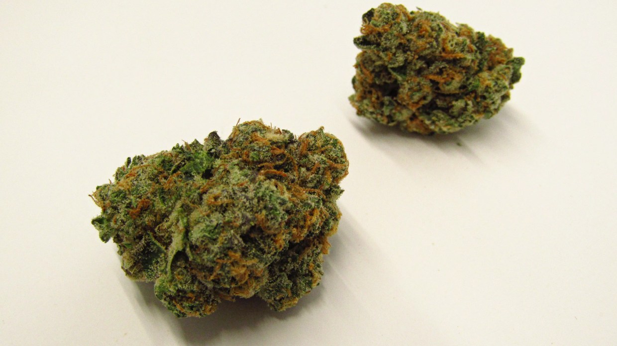 Animal Face cannabis strain