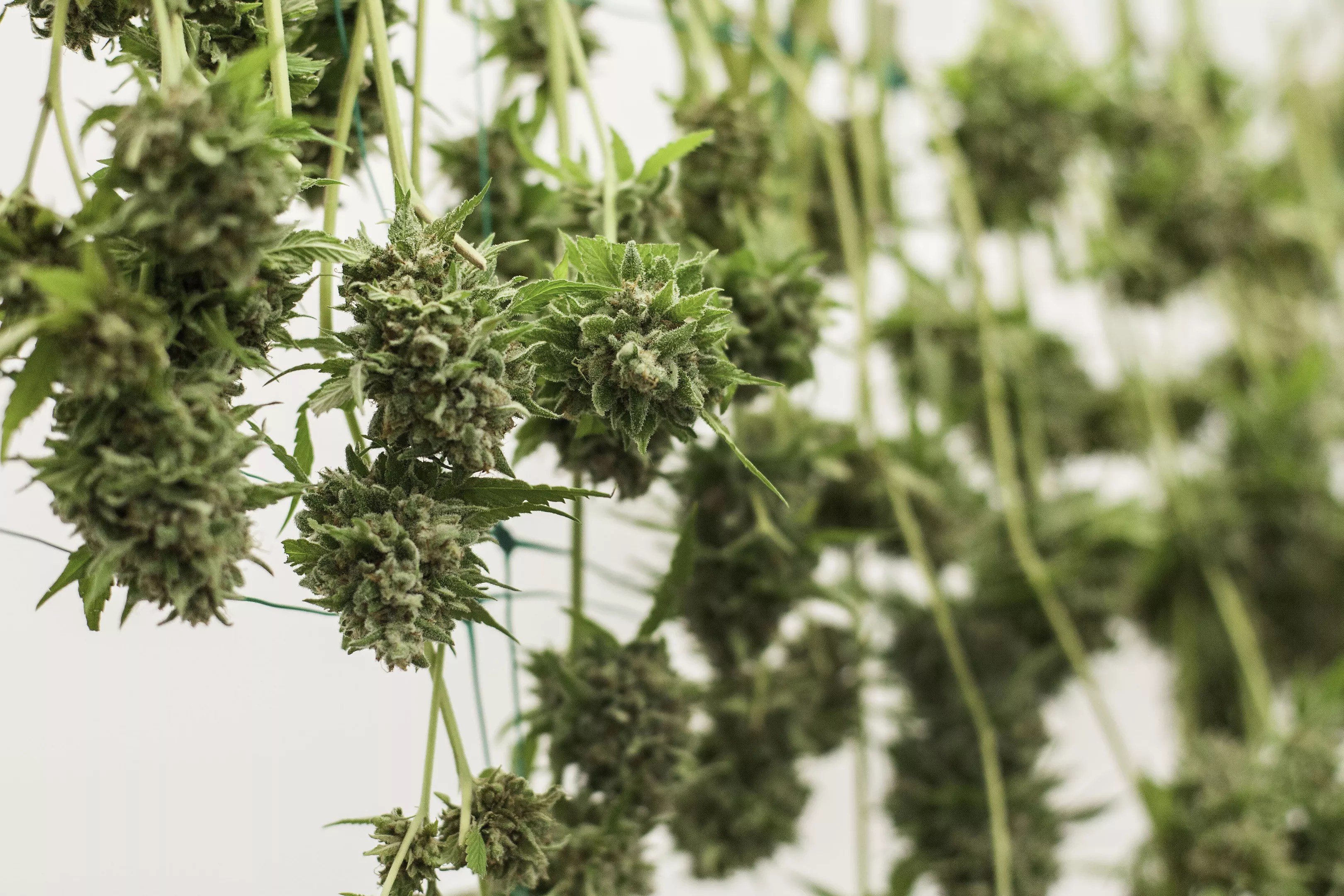 Cannabis buds hang to dry after harvest