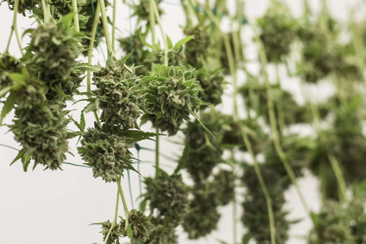 Cannabis buds hang to dry after harvest