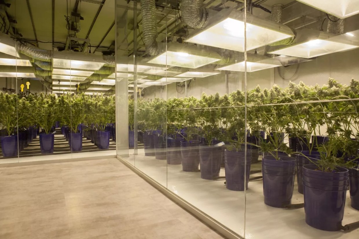 Behind the glass at an indoor cannabis cultivation in Denver