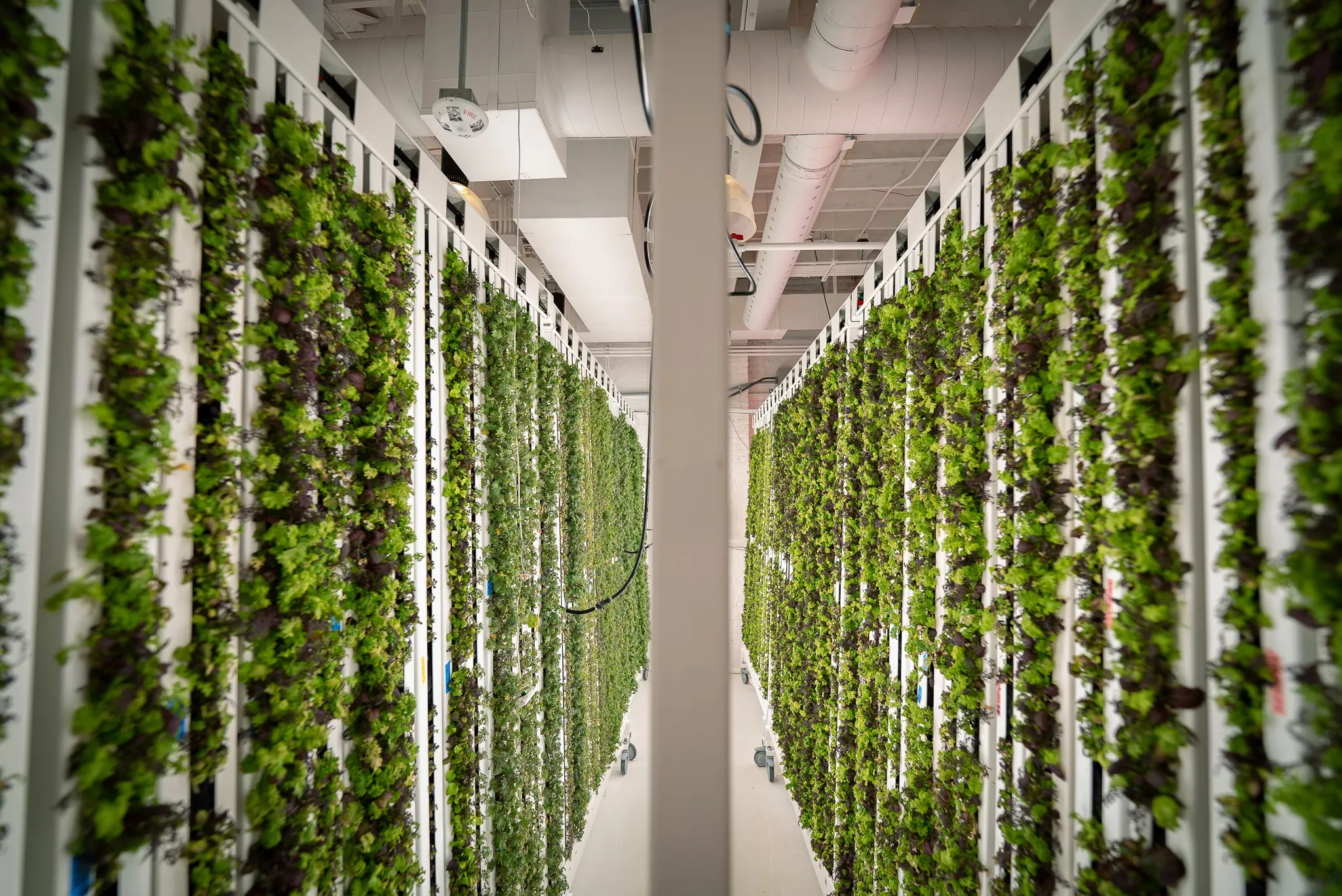 greens growing on a vertical garden