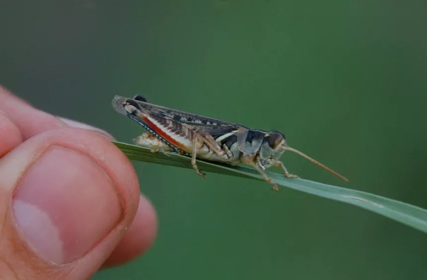 grasshopper on finger