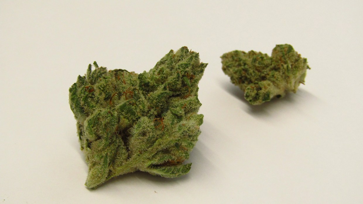 Gummy Worms cannabis strain