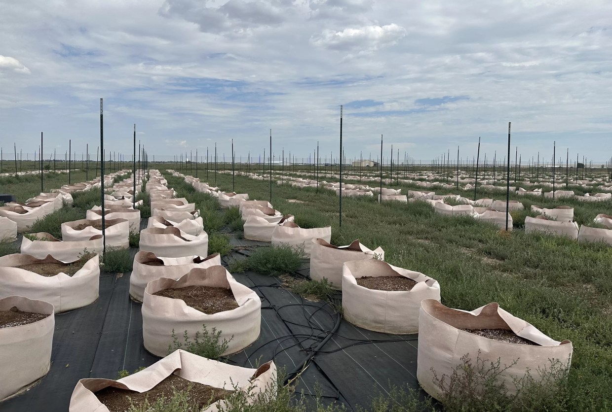 An empty cannabis field at a Colorado marijuana farm
