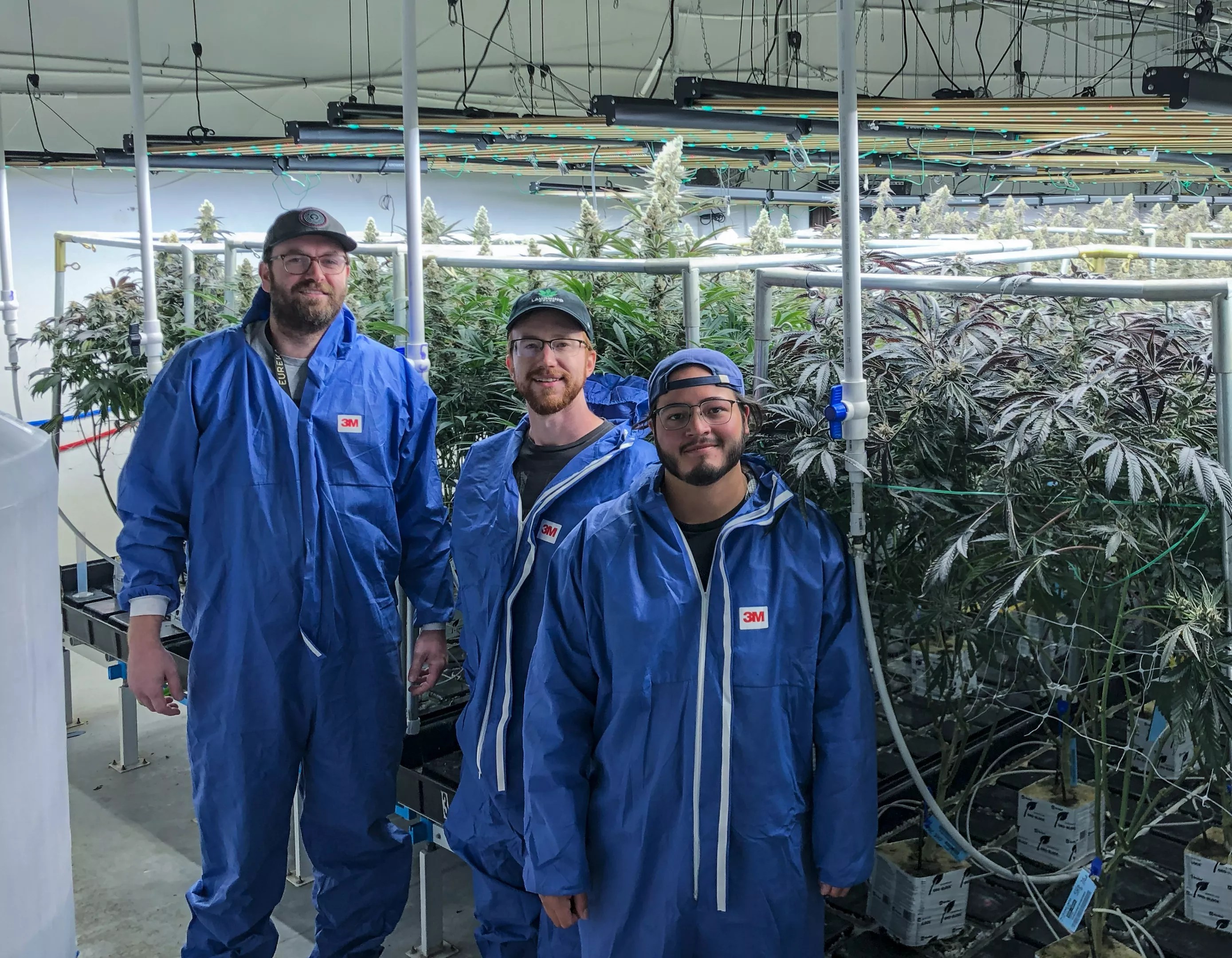 Cannabis growers in front of marijuana plants