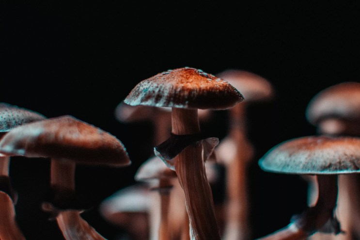 Psychedelic mushrooms grown indoors